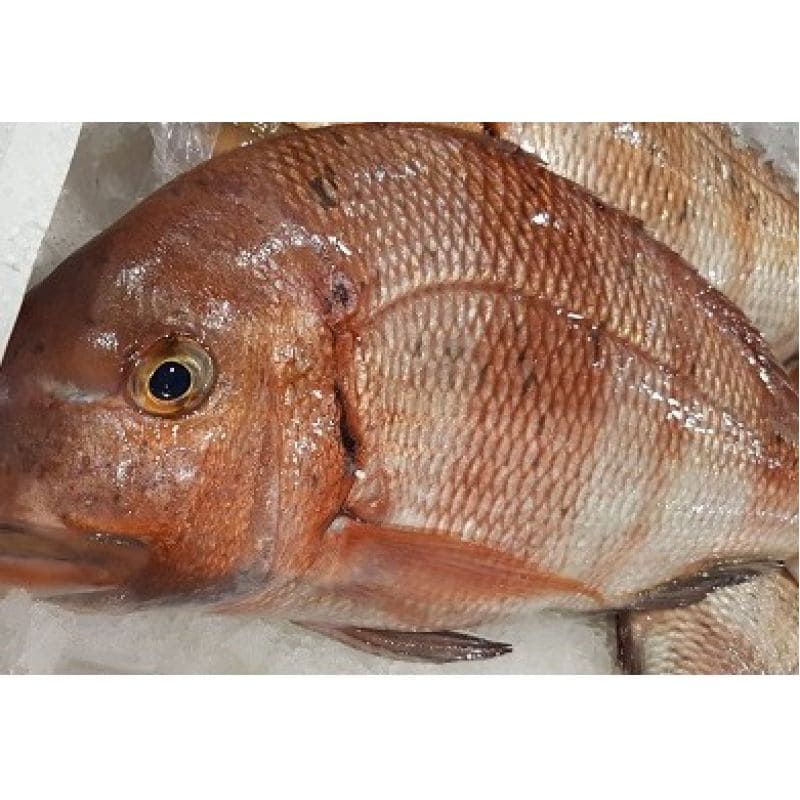 Grilled Urta (fish)