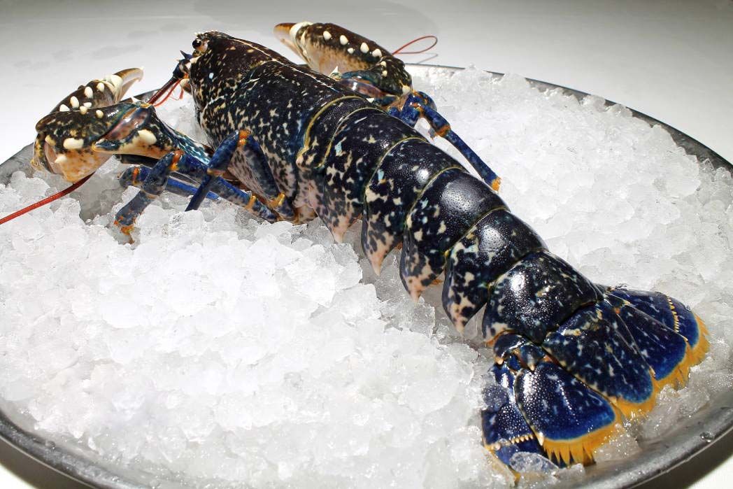 Galician lobster